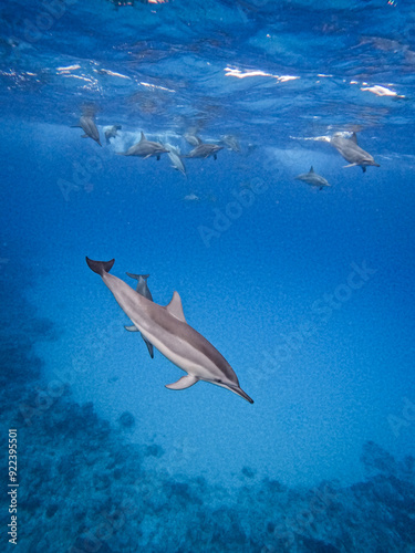 A wild dolphin swims by with its baby in the Indian Ocean in Mauritius.