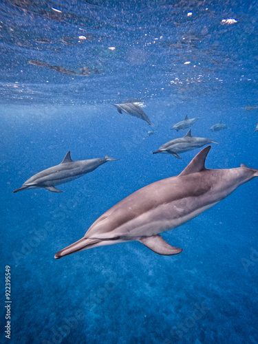Group of playful dolphins swimming by in Indian Ocean in Mauritius, Africa.