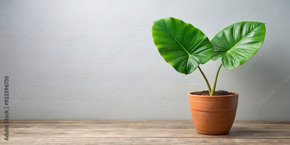 Big green leaf texture in pot, green, plant, leaves, nature, potted, vibrant, foliage, garden, indoor, houseplant