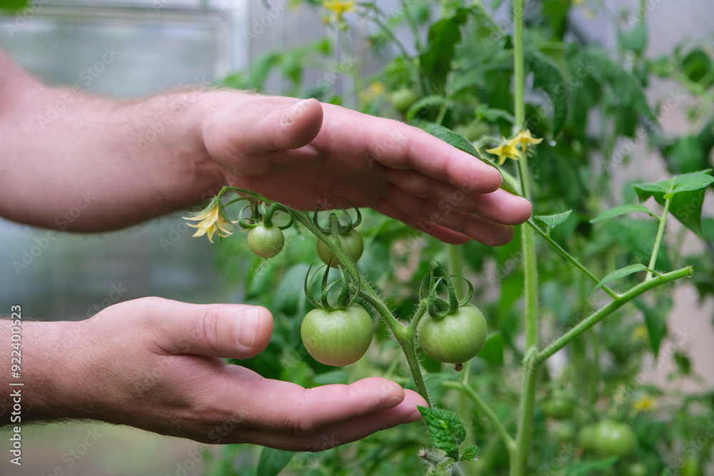 caring for plants, hands around green tomatoes, hands protecting tomatoes caring for plants, hands around green tomatoes, hands protecting tomatoes