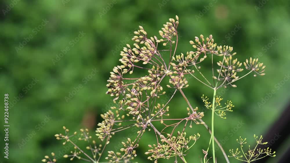 Dill plant producing seeds.  Closeup of Dill plant seeds just before harvesting time