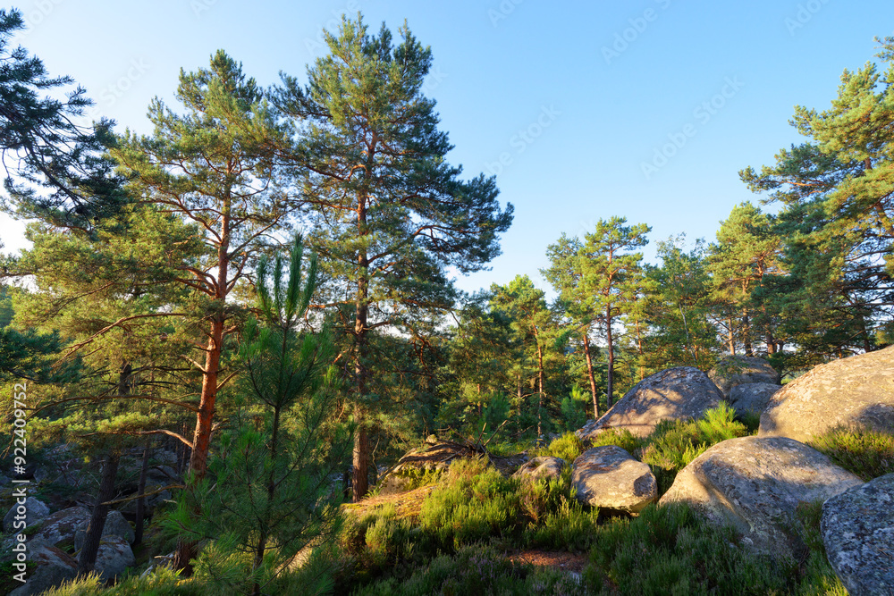Hillside of the Sablons rocks in Fontainebleau forest Hillside of the Sablons rocks in Fontainebleau forest