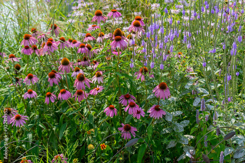 Pink Coneflowers Growing In The Native Plant Garden In Summer In Wisconsin