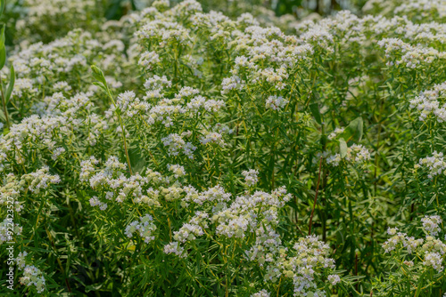 Common Mountain Mint Growing In The Native Plant Garden In Wisconsin In Summer