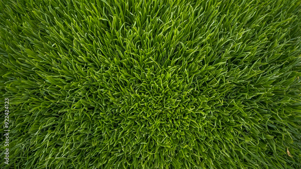Green Grass Texture: A Nature Background Green Grass Texture: A Nature Background