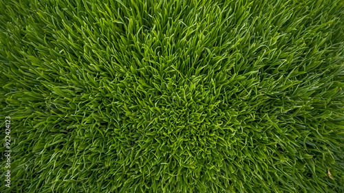 Green Grass Texture: A Nature Background