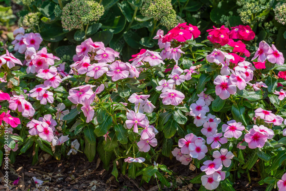 Vinca, Madagascar Periwinkle, Plants Growing In A Park Planter In Wisconsin In Summer Vinca, Madagascar Periwinkle, Plants Growing In A Park Planter In Wisconsin In Summer