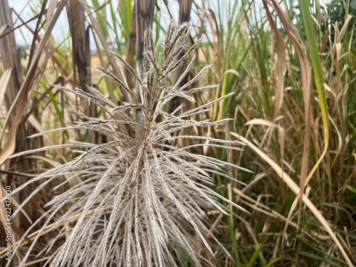 Spikes of the sugar cane plant in the middle of the agroecosystem