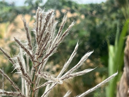 Spikes of the sugar cane plant in the middle of the agroecosystem
