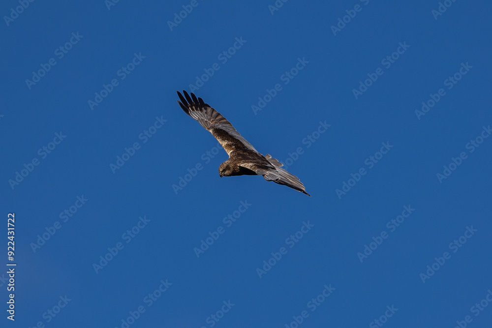 Obraz premium Western marsh harrier in flight