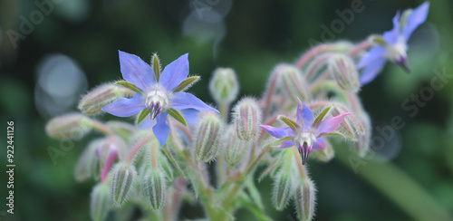 Beautiful close-up of a borage flower photo