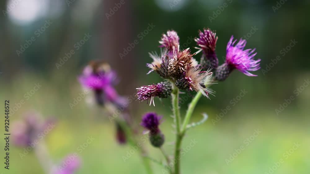 a bumblebee feasting on a flower vlur 4k 30fps video a bumblebee feasting on a flower vlur 4k 30fps video