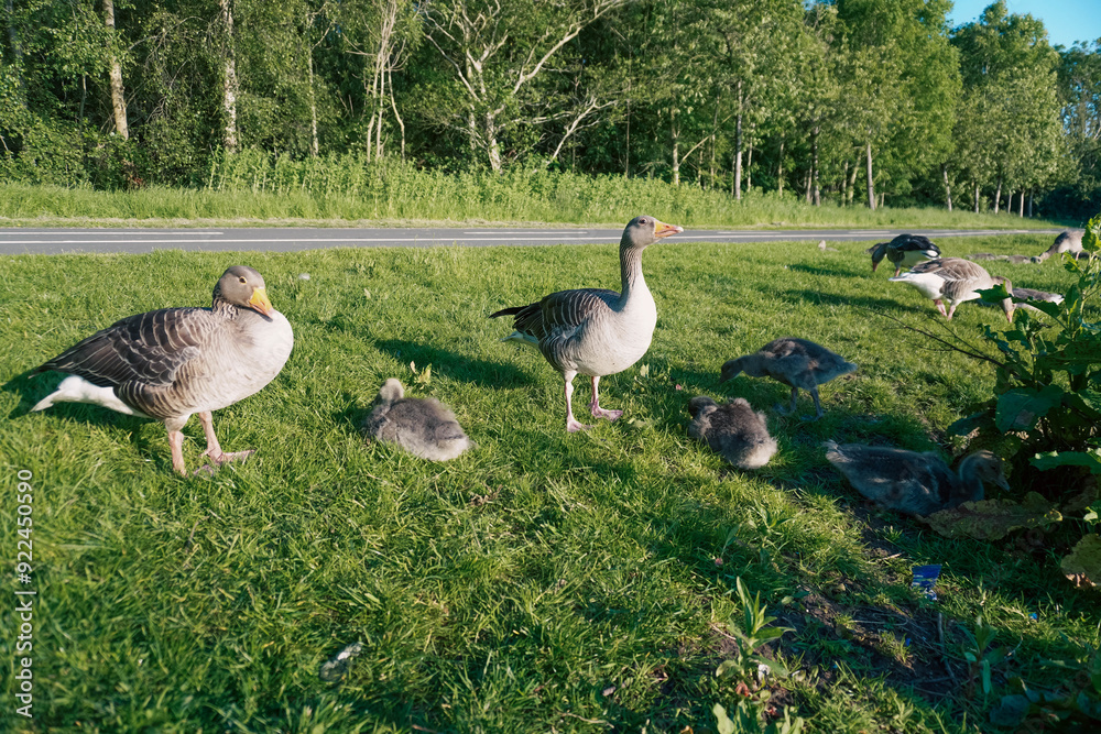 Fototapeta premium A family of geese relaxing by the lake shore, enjoying the calm waters and peaceful surroundings