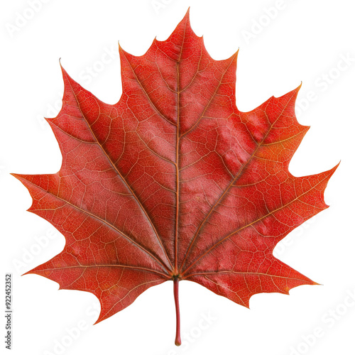 A vibrant red maple leaf showcasing the beauty of autumn with intricate leaf veins and rich colors. photo