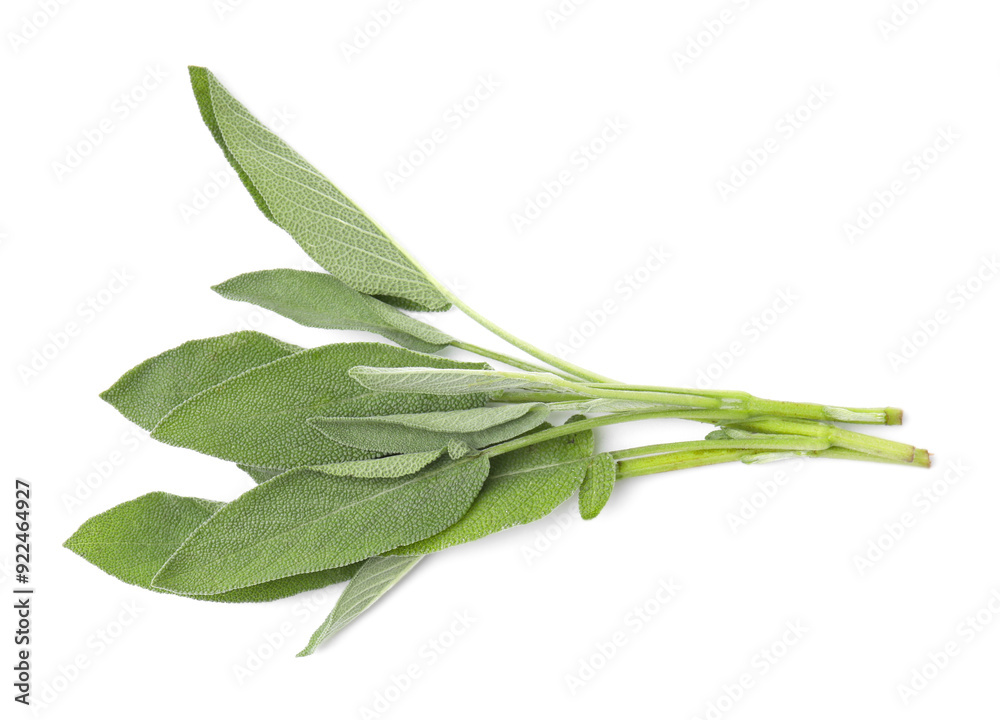Leaves of fresh sage isolated on white, top view Leaves of fresh sage isolated on white, top view