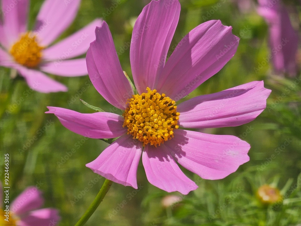 pink cosmos flower