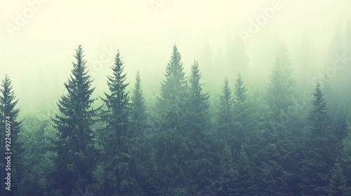 Misty Forest Landscape