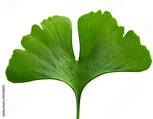 Close-up of a Ginko Biloba leaf, isolated on a transparent background. photo