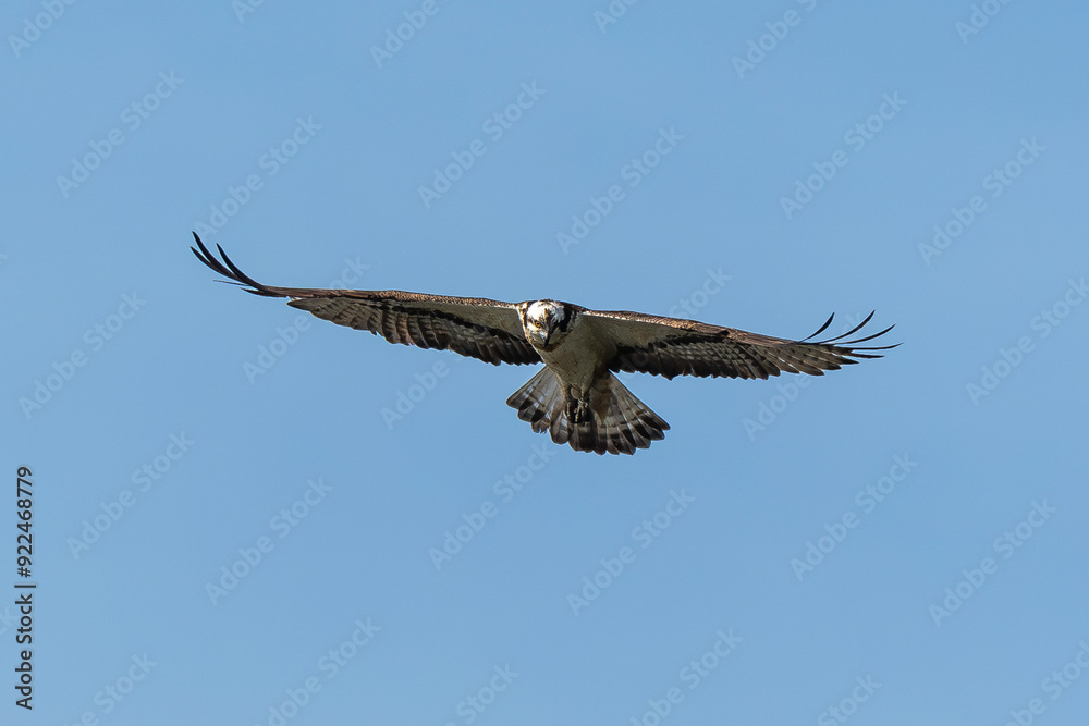 Balbuzard pêcheur, Pandion haliaetus, Western Osprey Balbuzard pêcheur, Pandion haliaetus, Western Osprey