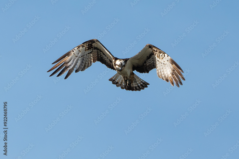 Obraz premium Balbuzard pêcheur, Pandion haliaetus, Western Osprey