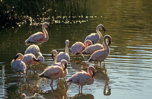 Flamant nain, phoenicopterus minor, Lesser Flamingo, colonie, nids,  parc national du lac Bogoria, Kenya photo