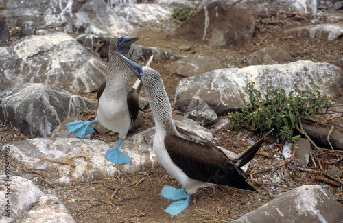 Fou à pieds bleus,.Sula nebouxii, Blue footed Booby, Archipel des Galapagos photo