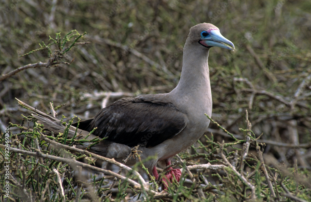 Fou à pieds rouges, nid,.Sula sula , Red footed Booby, Archipel des Galapagos, Equateur Fou à pieds rouges, nid,.Sula sula , Red footed Booby, Archipel des Galapagos, Equateur
