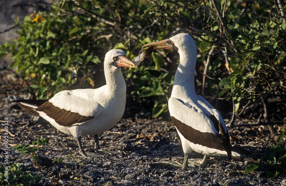 Fou masqué,.Sula dactylatra, Masked Booby, Archipel des Galapagos, Equateur Fou masqué,.Sula dactylatra, Masked Booby, Archipel des Galapagos, Equateur