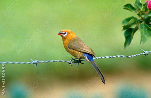 Cordonbleu violacé,.Granatina ianthinogaster , Purple Grenadier photo