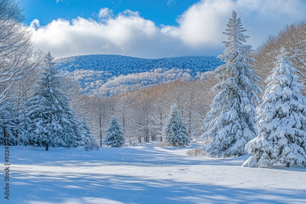 Vermont Snow. December 2024 in Stowe Ski Resort, Mansfield Mountain Slopes View with Fresh Snow on Trees Vermont Snow. December 2024 in Stowe Ski Resort, Mansfield Mountain Slopes View with Fresh Snow on Trees