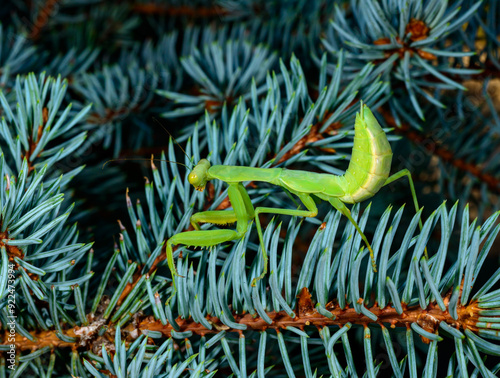 Hierodula transcaucasica - larva, larva, young predatory insect catches its victims on a branch photo