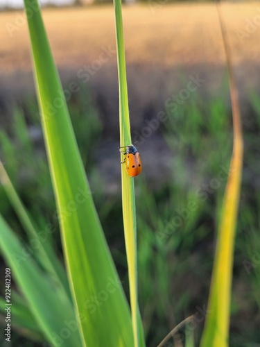 Ladybug on green grass. Coccinellidae. Nature picture.  photo