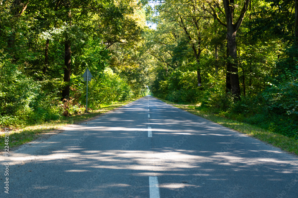 Obraz premium road in the forest