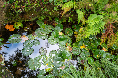 small pond in a garden in Sintra, Portugal