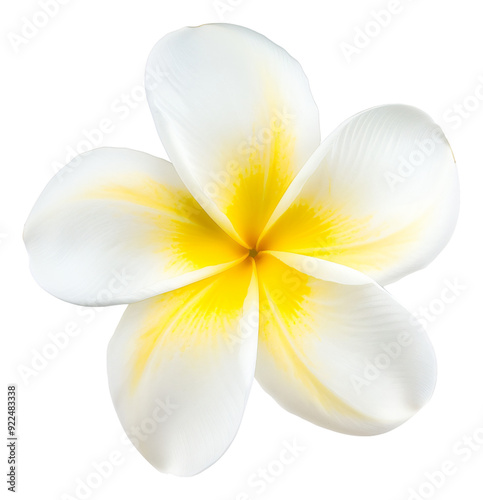 frangipani flower isolated on white