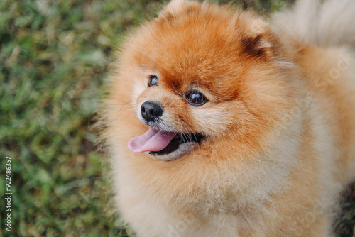 pomeranian spitz looks up at owner on walk in park, cropped image, tongue out, dogwalking concept