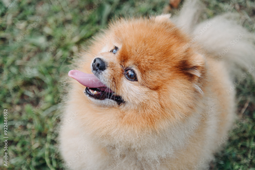 pomeranian spitz looks up at owner on walk in park, cropped image, tongue out, dogwalking concept pomeranian spitz looks up at owner on walk in park, cropped image, tongue out, dogwalking concept