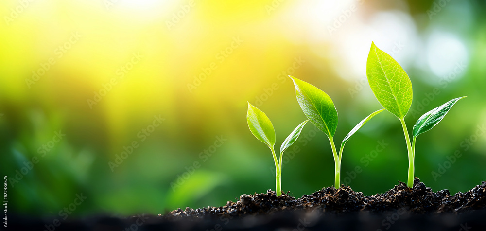 Fresh green seedlings sprouting from rich soil under a warm sunlight. Ideal for concepts of growth, nature, and sustainability. Fresh green seedlings sprouting from rich soil under a warm sunlight. Ideal for concepts of growth, nature, and sustainability.
