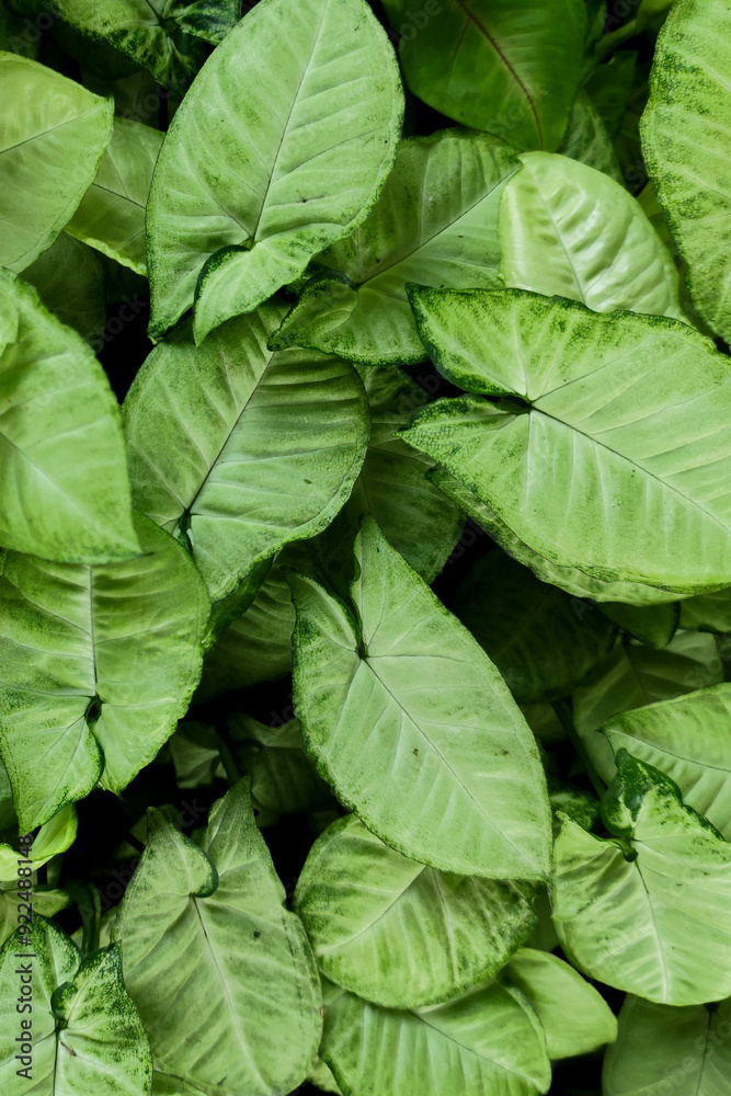 Green leaves are suitable to be used as a background Green leaves are suitable to be used as a background