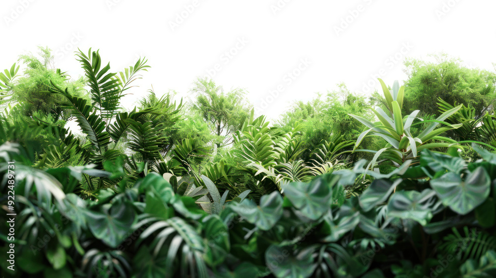 Lush Tropical Foliage on White Background - Vibrant Greenery for Natural Design Lush Tropical Foliage on White Background - Vibrant Greenery for Natural Design