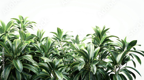 Lush Tropical Foliage on White Background - Vibrant Greenery for Natural Design