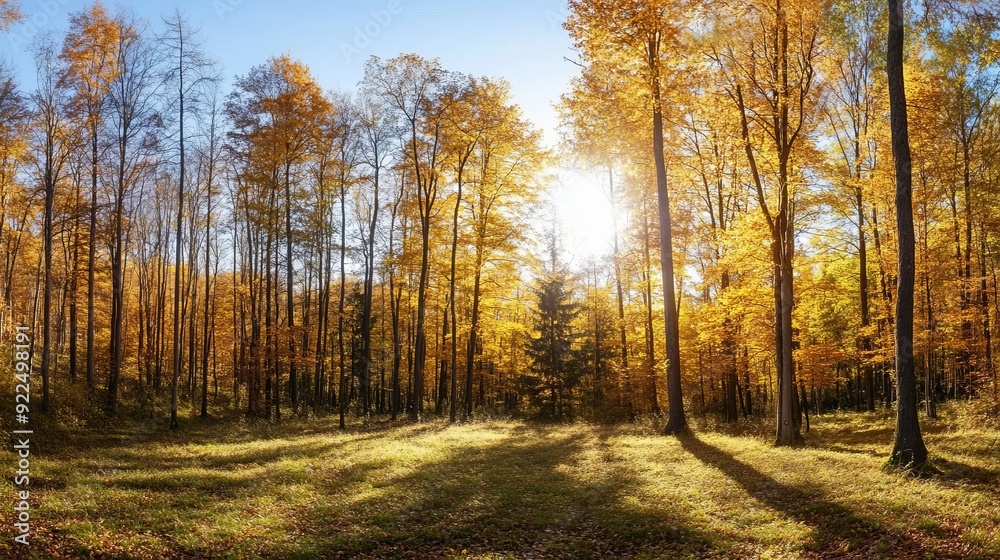 Fototapeta premium Autumn Forest Serenity