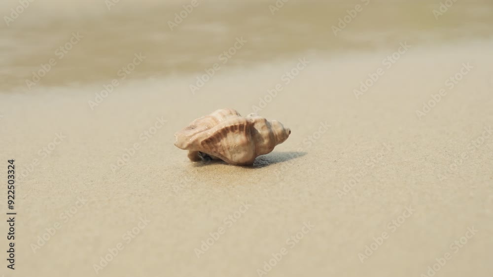 Hermit crab crawls out of its shell and walks along sandy beach of sea or ocean. Hermit crab crawls out of its shell and walks along sandy beach of sea or ocean.