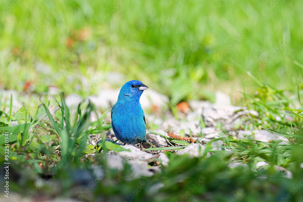 The indigo bunting (Passerina cyanea), male in spring The indigo bunting (Passerina cyanea), male in spring