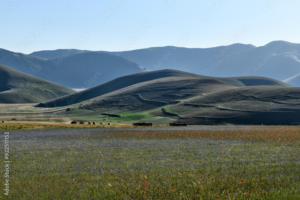 Obraz premium Castelluccio di Norcia the roof of the Apennines and the heart of the Sibillini Mountains