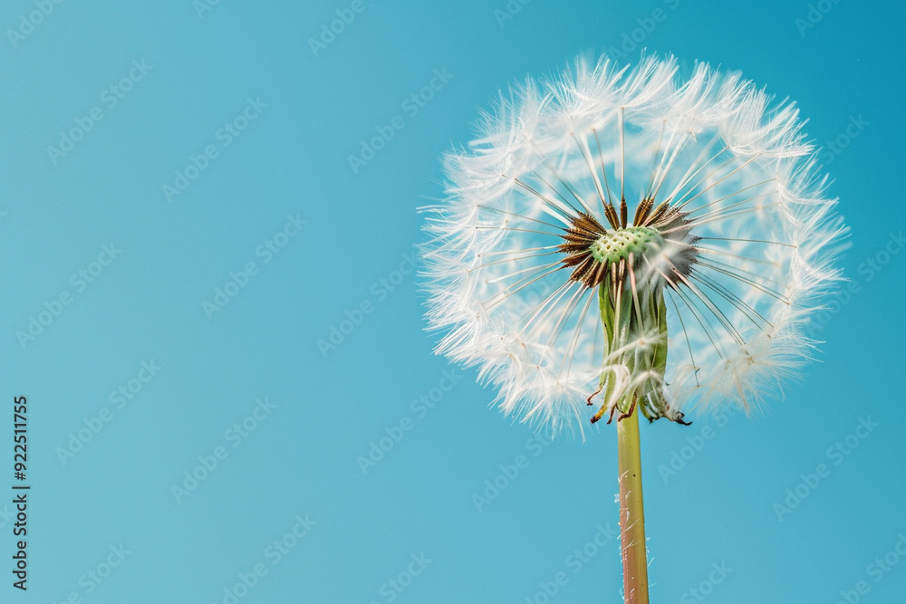 Fototapeta premium Dandelion Seed Head Against Blue Sky