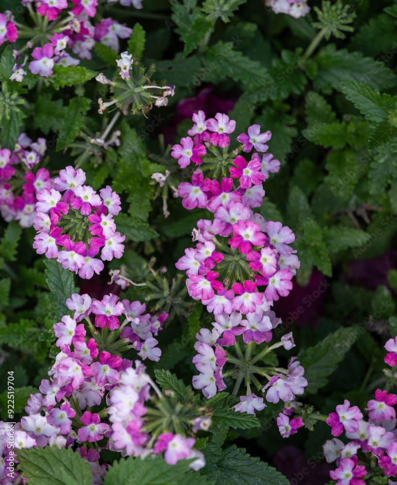 image of Verben peruviana pink bicolor flowers image of Verben peruviana pink bicolor flowers