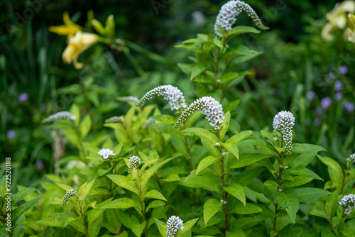 photography of white.Candelabra honorary award plants