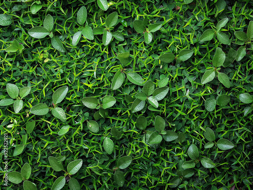 Vibrant foliage with lush green leaves and natural background showcasing organic texture in nature