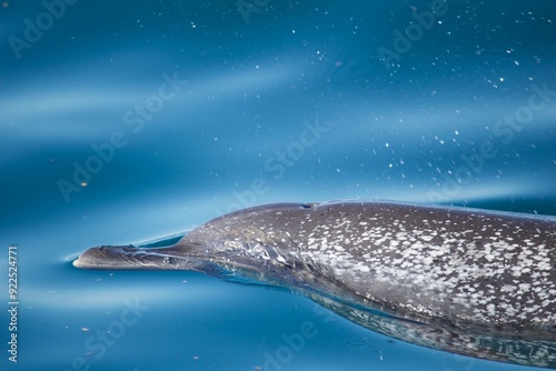 Pantropical spotted dolphin (Stenella attenuata), in Bahia de Banderas, Jalisco, Mexico photo